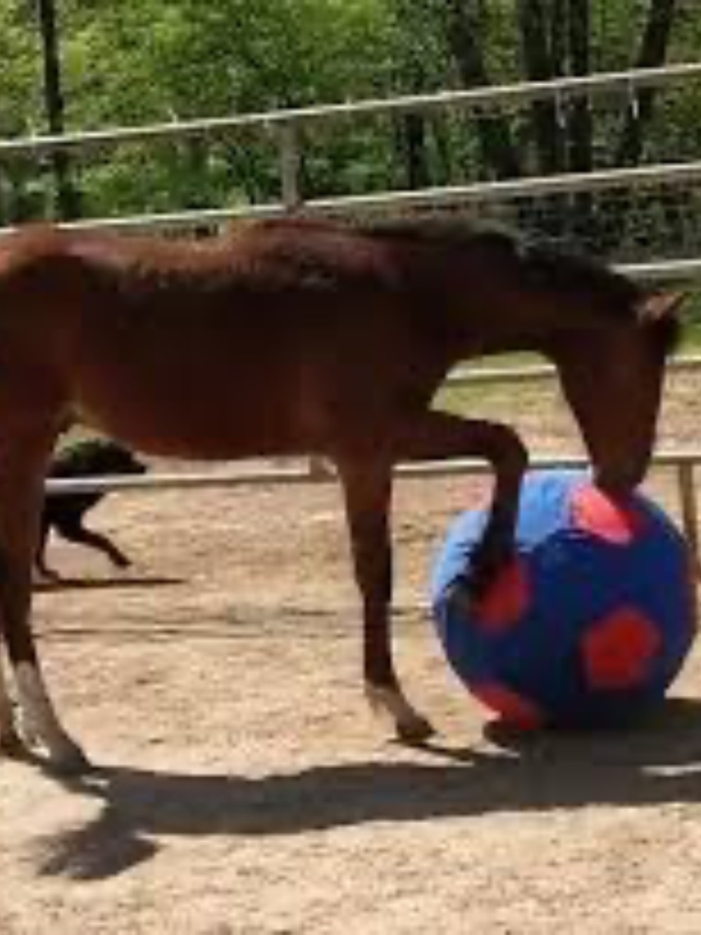 Horsemen's Pride Mega Ball Horse Toy COVER (for 30 inch ball) - Picture 3 of 3